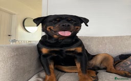 Rottweiler dogs for sale: Stella - Image 2