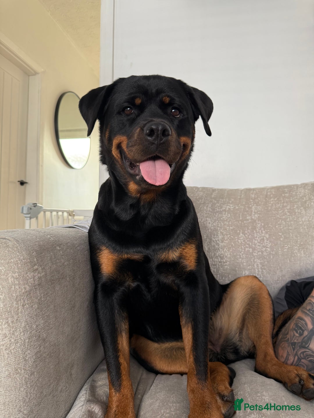 Rottweiler dogs for sale: Stella - Image 2