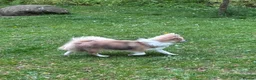 Chihuahua dogs for stud: Stunning Stud- Champion bloodline  - Advert 3