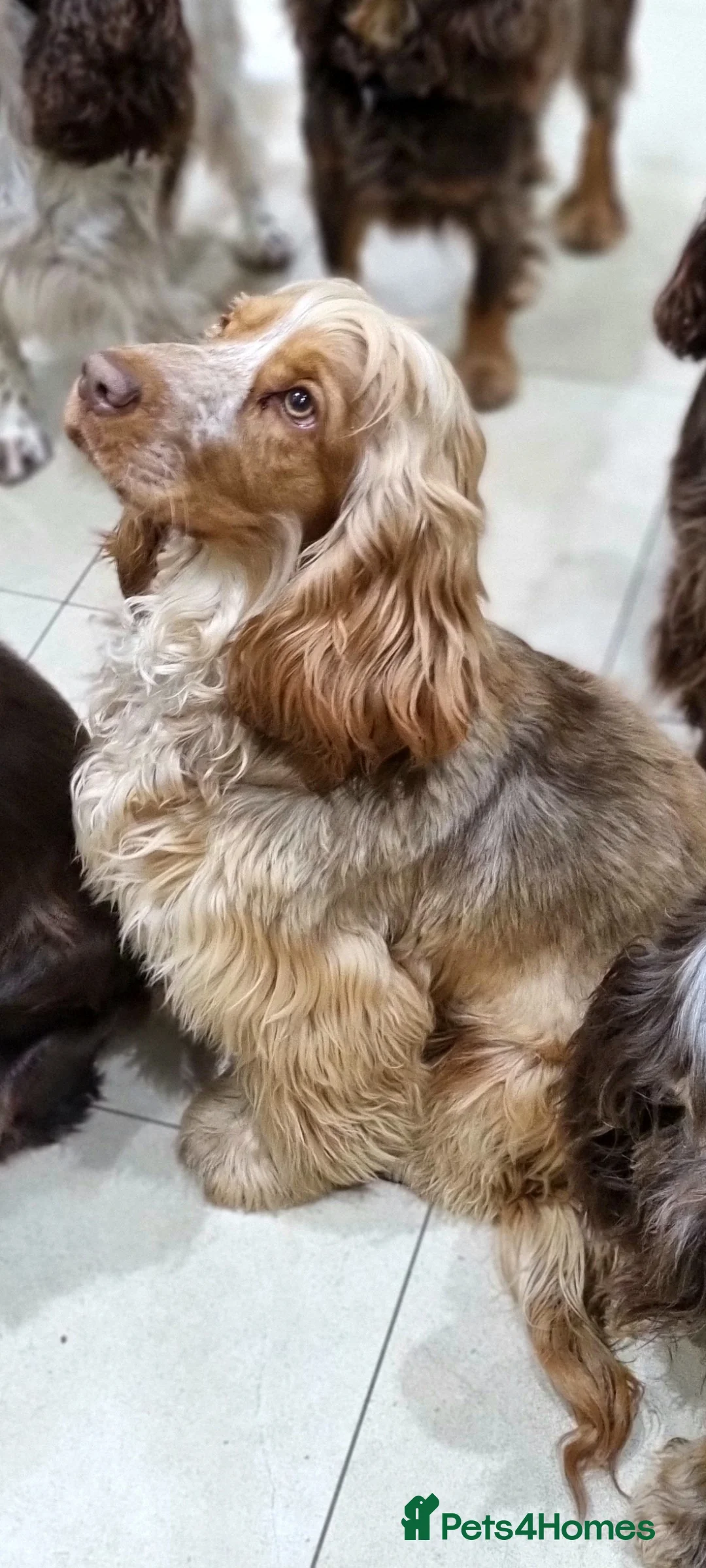 Cocker Spaniel dogs for stud: Show cocker health tested stud CHOCOLATE SABLE in Brentwood - Advert 13