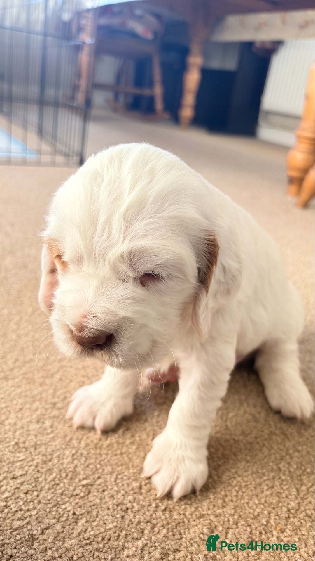 Clumber Spaniel dogs for sale: Clumber Spaniel Puppies For Sale  - Advert 12