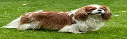 Cavalier King Charles Spaniel dogs for stud: KC Cavalier King Charles for stud - Advert 2