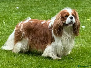 Cavalier King Charles Spaniel dogs KC Cavalier King Charles for stud - Advert 1