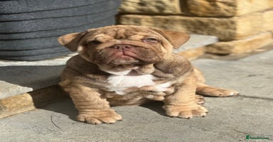 English Bulldog dogs - Advert 16