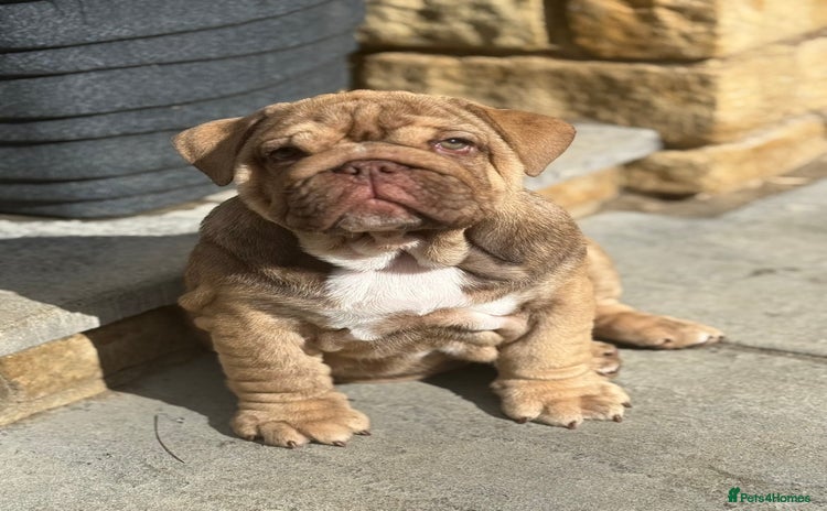 English Bulldog dogs - Advert 16