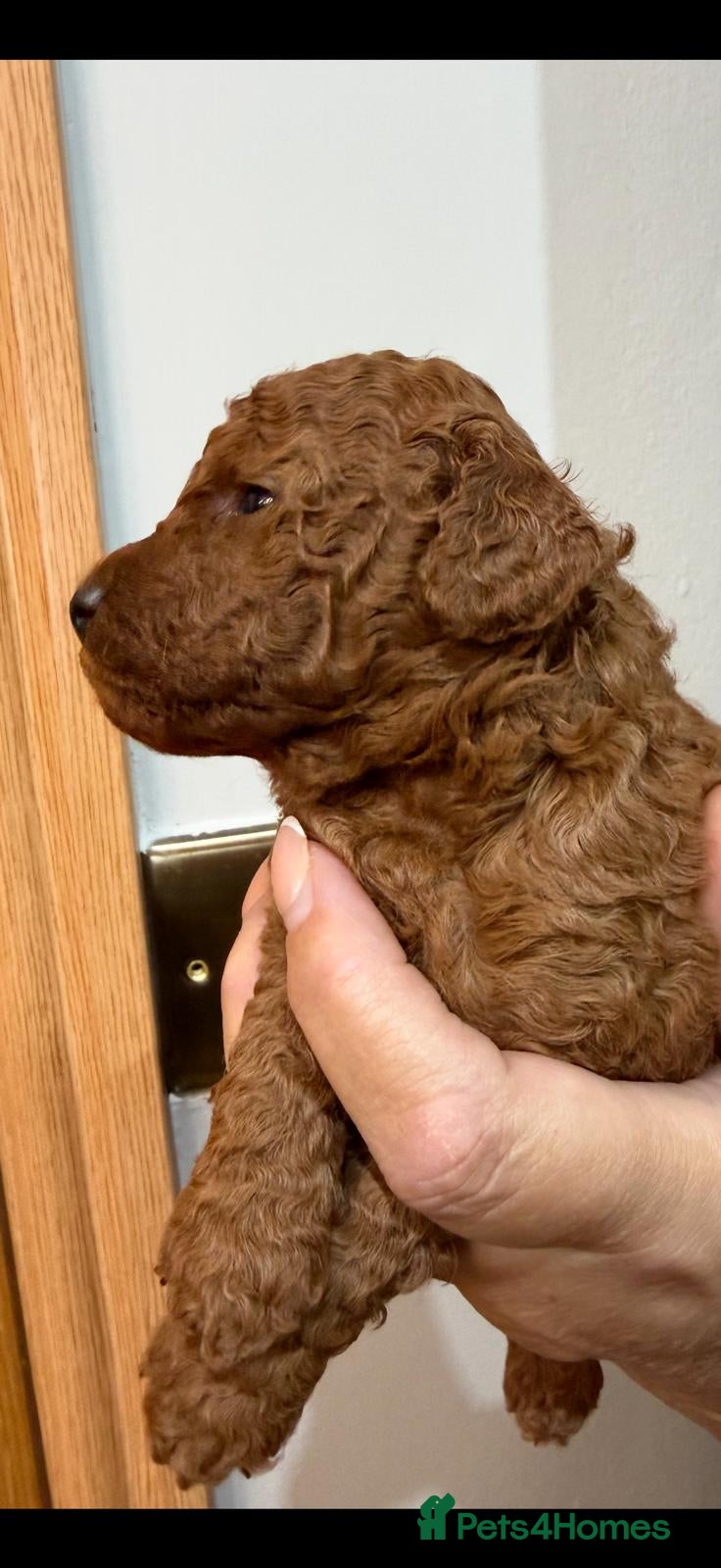 Toy Poodle dogs Outstanding KC registered dark red toy poodles  - Advert 2