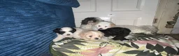 Maltipoo dogs for sale:     🐾 Mini Maltipoo Puppies for Sale  - Advert 3