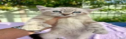 Keetso cats for sale: Polydactyl slight curl eared snow leopard boy  - Advert 26