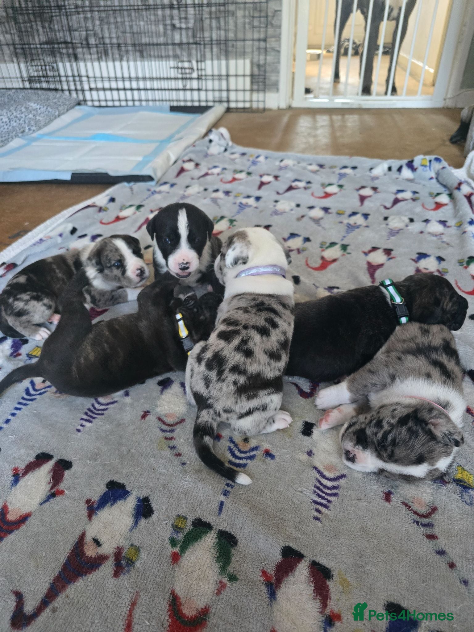 Mixed Breed dogs Cane corso border collie puppies  - Advert 13