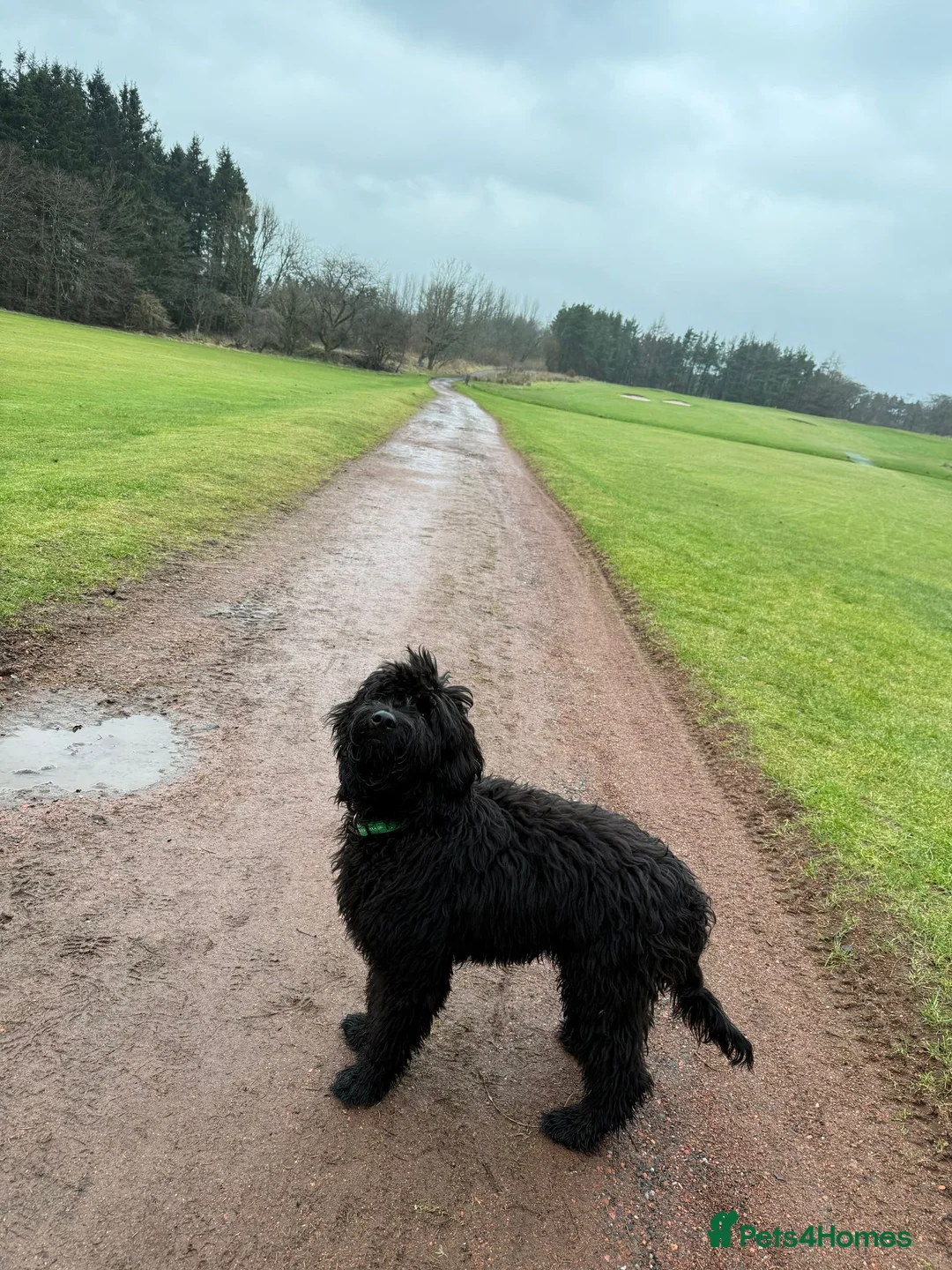 Goldendoodle dogs for sale: Golden doodle  - Advert 5