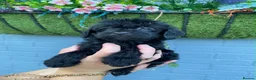 Cockapoo dogs for sale: (LAST 4 PUPS) Amazing miniature Cockapoo Puppies  - Advert 20