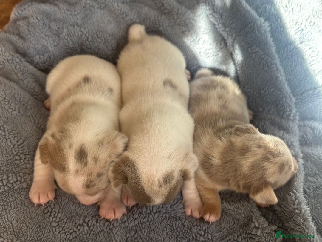 Jack Russell dogs for sale: Eye-Catching Jack Russel Puppies - Image 5