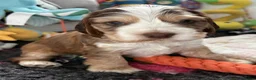 Cocker Spaniel dogs for sale: ✅RKC Reg✅DNA Tested✅Low COI✅Home Reared✅A* Reviews in Fareham - Advert 7