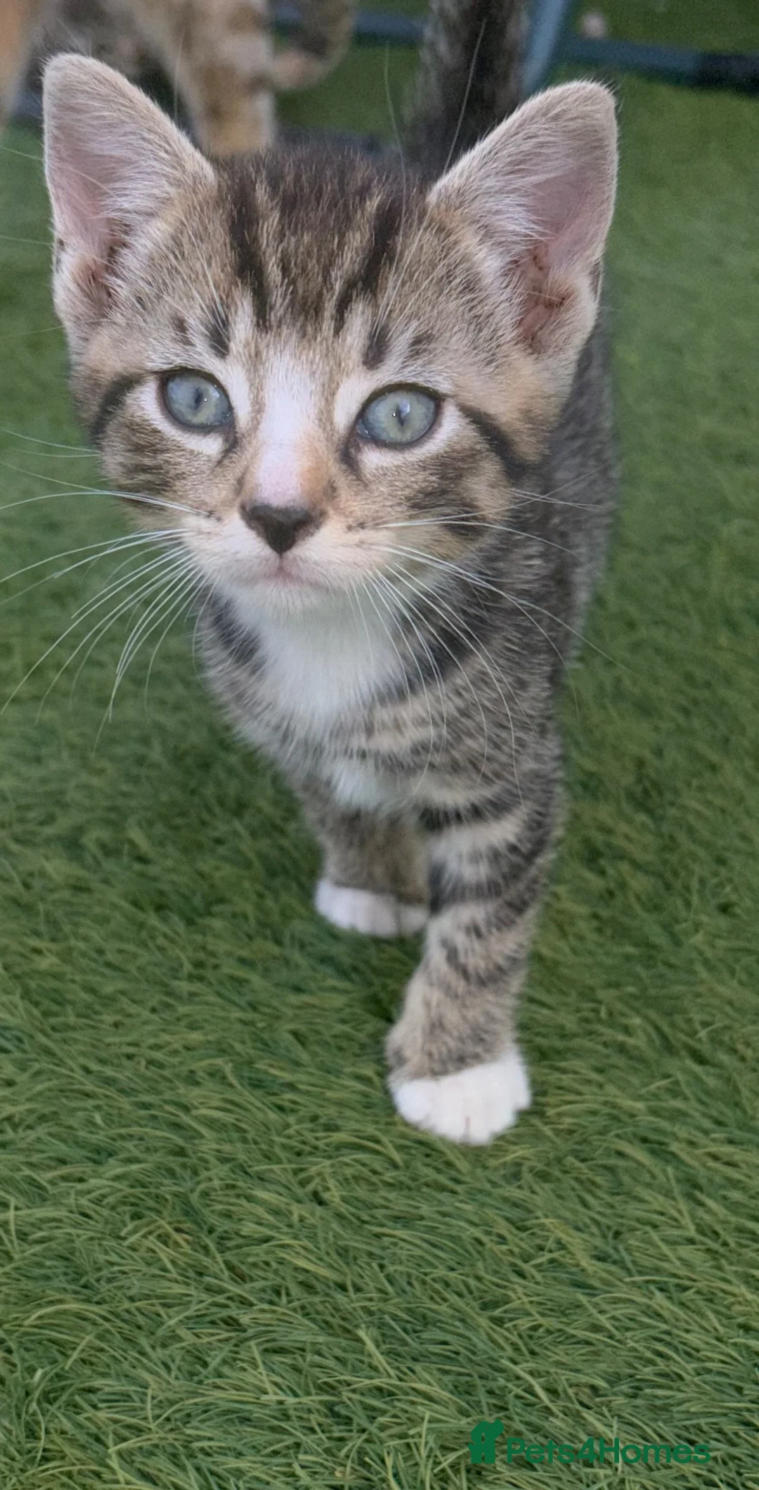 Mixed Breed cats for sale: Kitten  - Advert 2