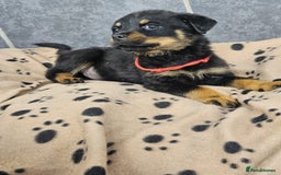 Rottweiler dogs for sale: Stunning Rottweiler puppys - Image 8