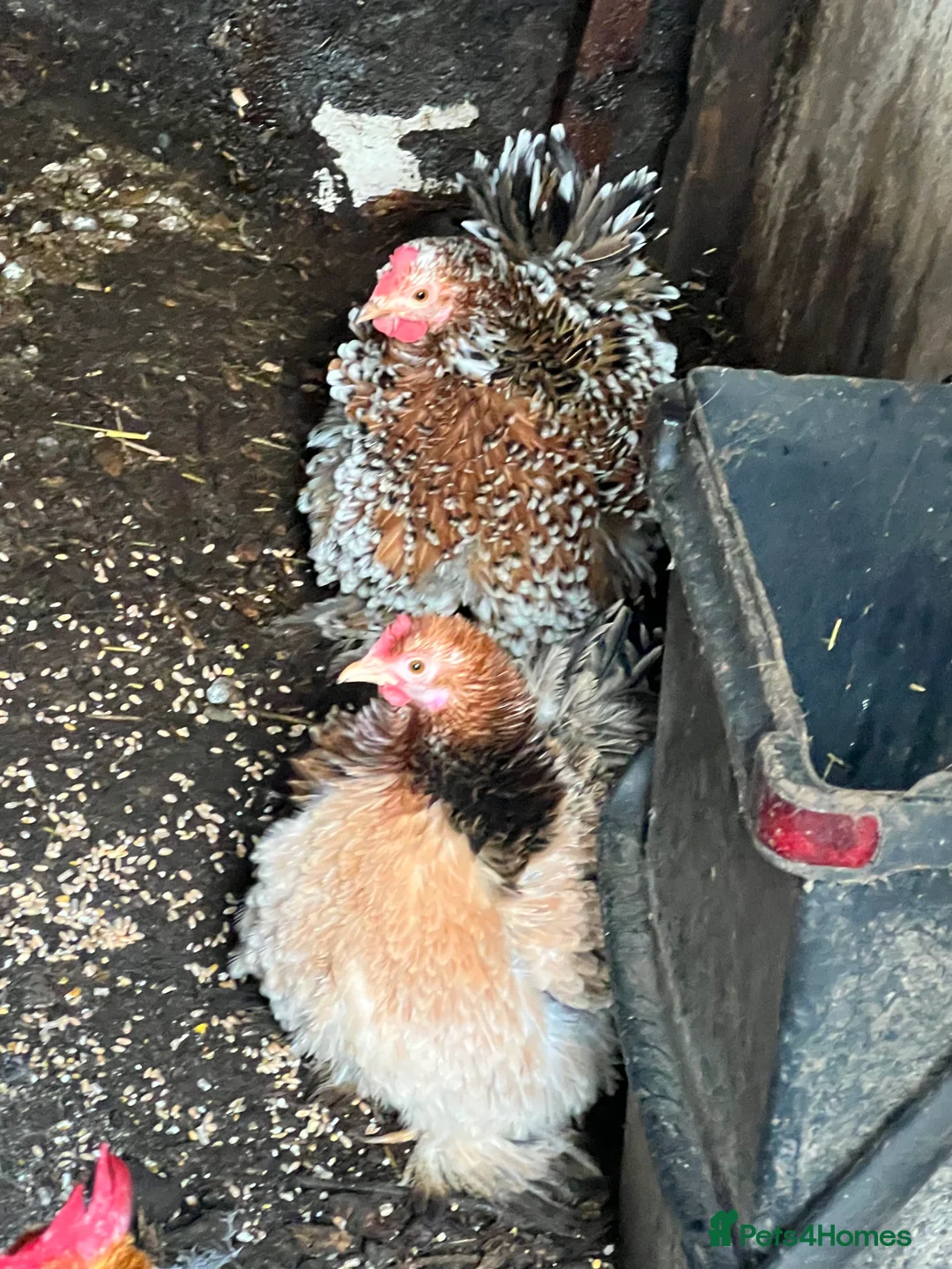 Chickens poultry for sale: Point of lay hens  - Advert 1