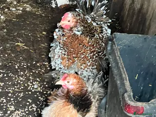 Chickens poultry Point of lay hens - Advert 1