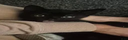 Mixed Breed cats for sale: 2 male and 1 female kittens, ready now - Advert 7