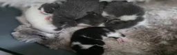 Mixed Breed cats for sale: LITTLE ROYALS READY TO FIND THEIR FOREVER HOMES 🐾 - Advert 9