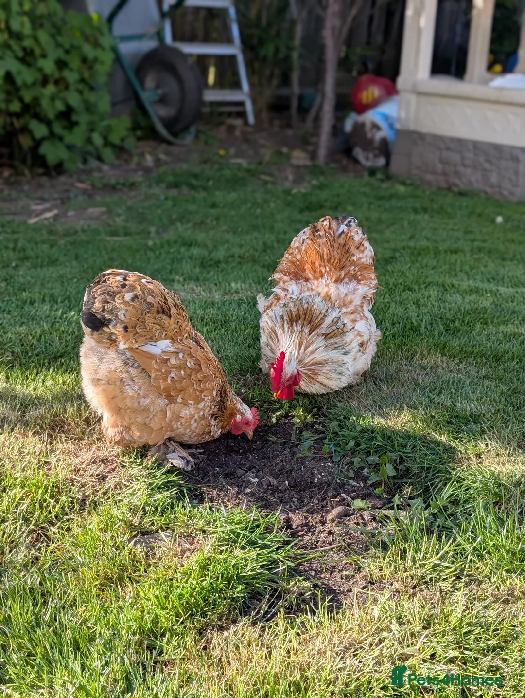 Chickens poultry for sale: Day old pekin bantam chicks  - Advert 2