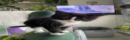 Mixed Breed cats for sale: Siamese snowshoe mixed kittens  - Advert 7