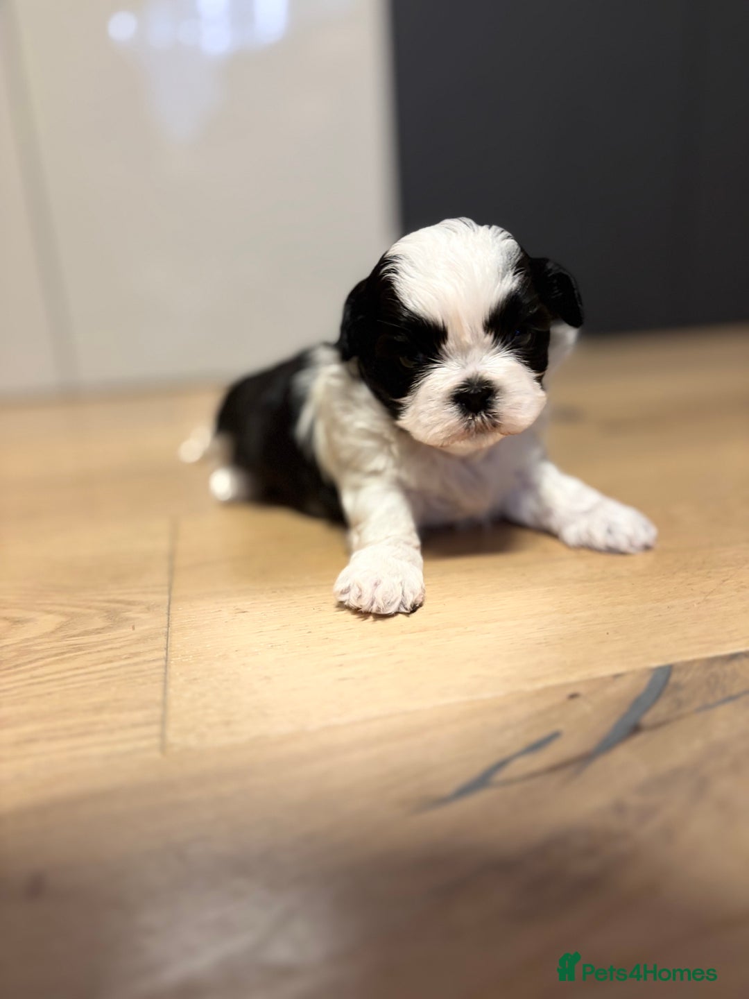 Shih Tzu dogs for sale: 💖 Imperial Shih Tzu Puppies 2 boys and 2 girls - Advert 7