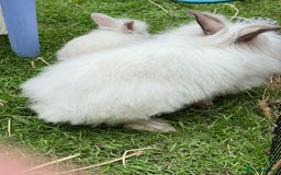 Lionhead rabbits for sale: Teddy Double & Single Lionhead Price starts at £35 - Image 9