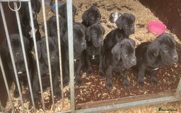 Cane Corso dogs for sale: Exceptional  - Image 22
