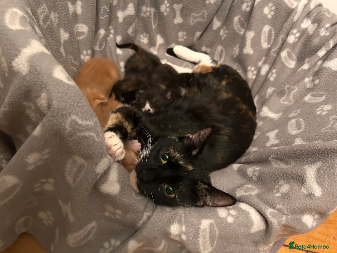 Mixed Breed cats for sale: Male Ginger Kitten - Advert 11