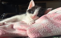 British Shorthair cats for sale: Female Kittens - Image 10