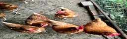 Chickens poultry for sale: 8 Hybrid Hens  in Newhaven - Advert 1