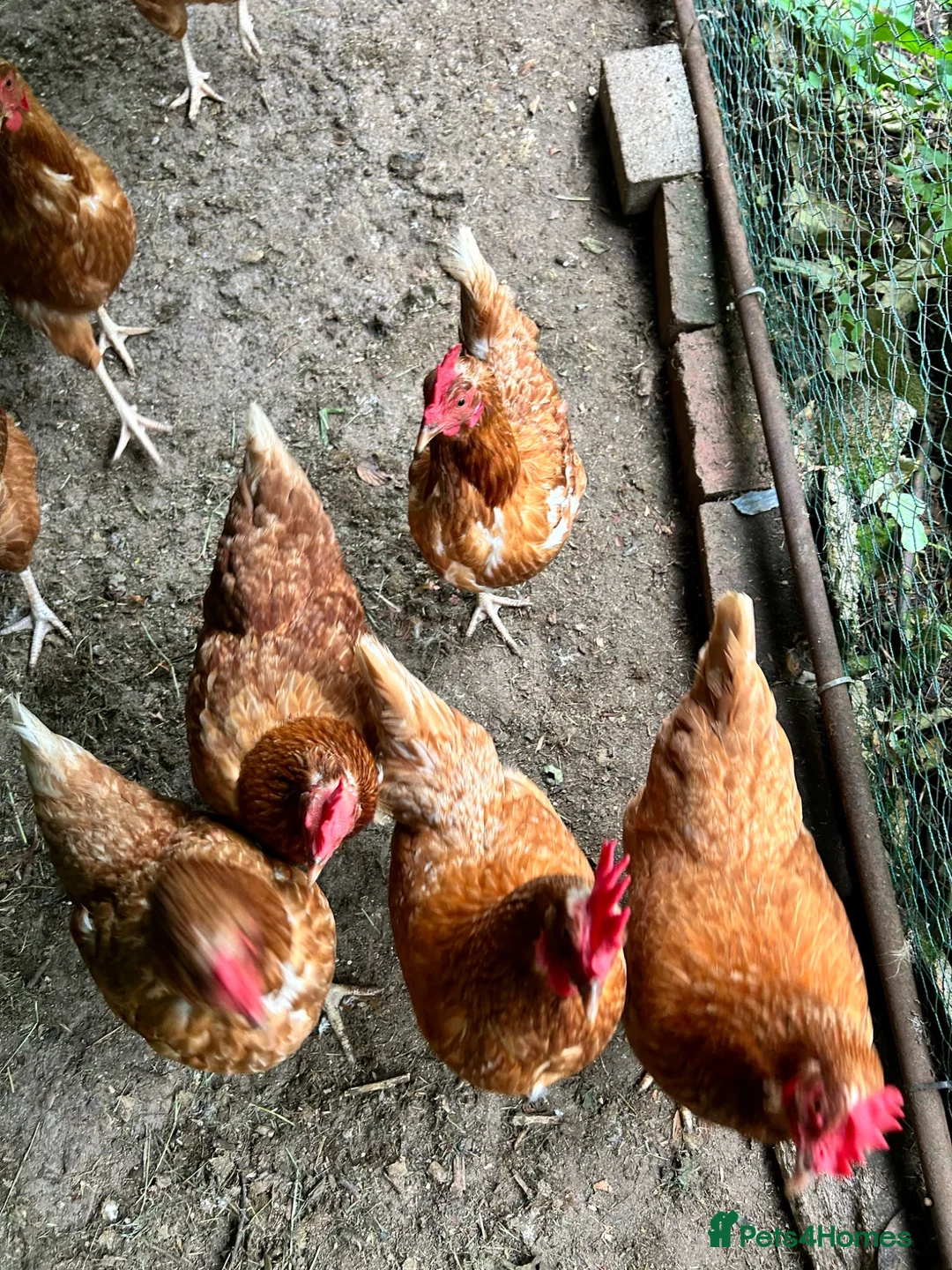 Chickens poultry for sale: 8 Hybrid Hens  in Newhaven - Advert 1