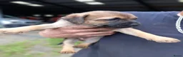 Border Terrier dogs for sale: Border Terrier pup's. - Advert 6