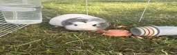 Guinea Pig rodents for sale: Rehoming guinea pigs 3 males  - Advert 3