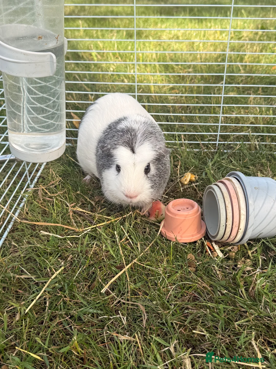 Guinea Pig rodents for sale: Rehoming guinea pigs 3 males  - Advert 3