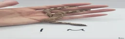 Snake reptiles for sale: Baby Western Hognoses mixed sex and morphs From - Advert 19