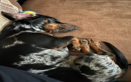 Miniature Dachshund dogs for sale: Miniature Dachshund - Advert 2
