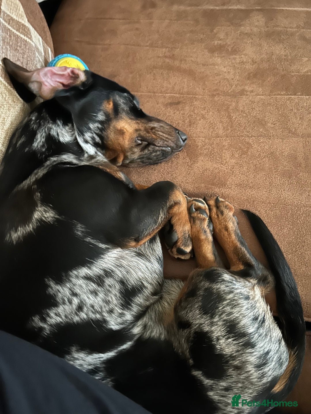 Miniature Dachshund dogs for sale: Miniature Dachshund - Advert 2