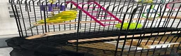 Budgerigars birds for sale: Budgie and cage free to good home - Advert 7
