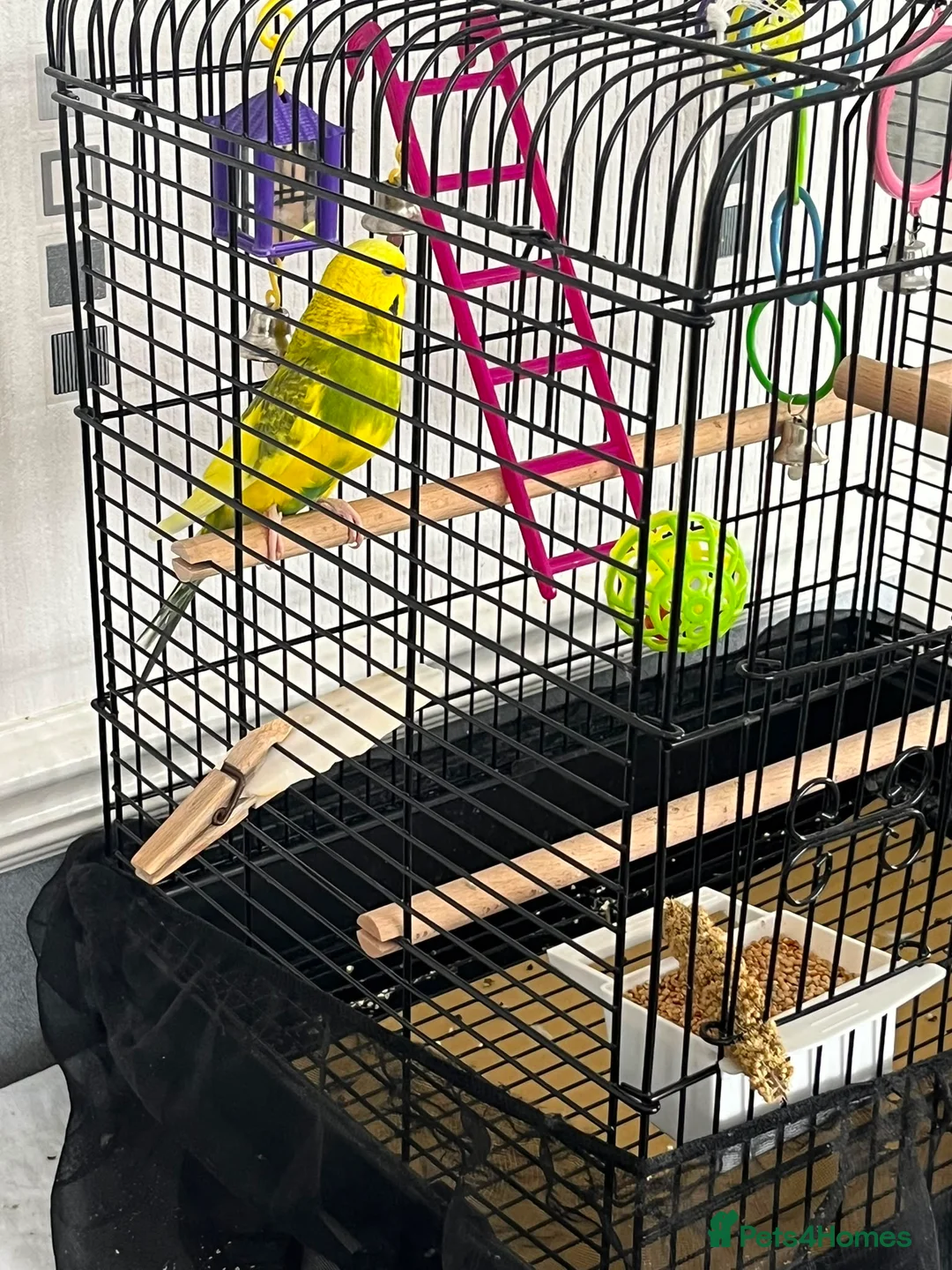 Budgerigars birds for sale: Budgie and cage free to good home - Advert 7