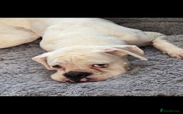 Boxer dogs for sale: Lovely boxer - Image 3