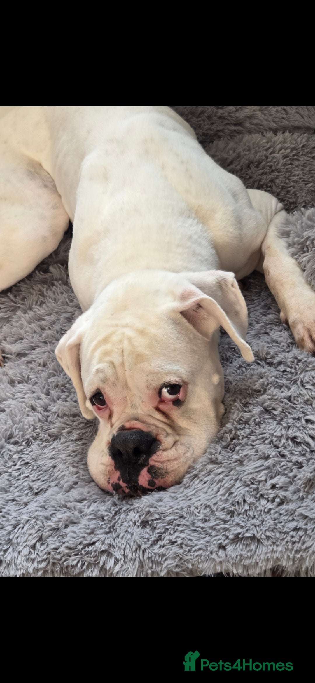 Boxer dogs for sale: Lovely boxer - Image 3