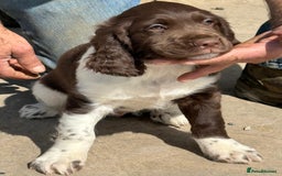 English Springer Spaniel dogs for sale: Liver and White Springer Spaniel Puppies - Image 8