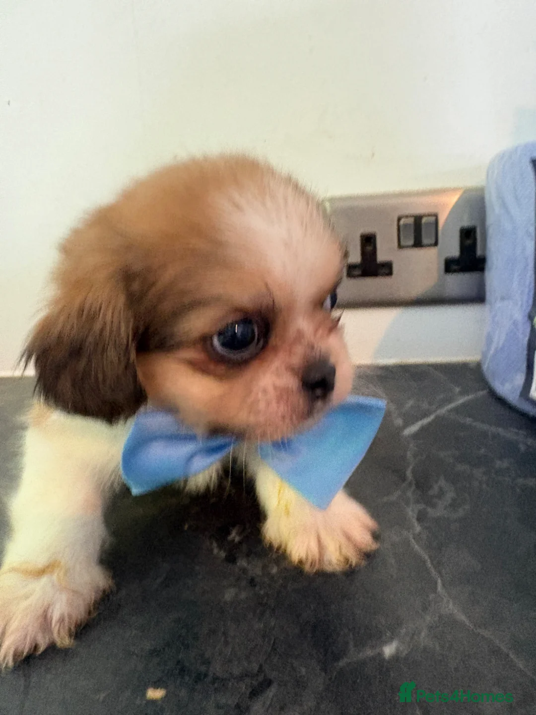 Shih Tzu dogs for sale: Stunning shihzu - Advert 12