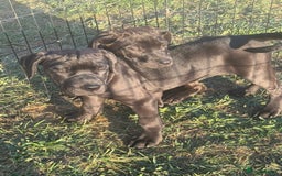 Cane Corso dogs for sale: Cane corso girl pup FULLY VACCINATED  - Image 9