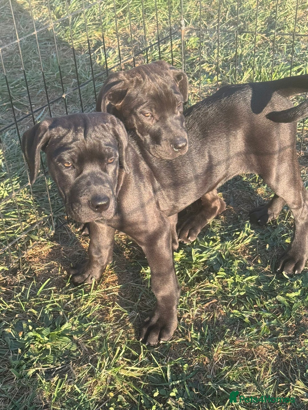 Cane Corso dogs for sale: Cane corso girl pup FULLY VACCINATED  - Image 9