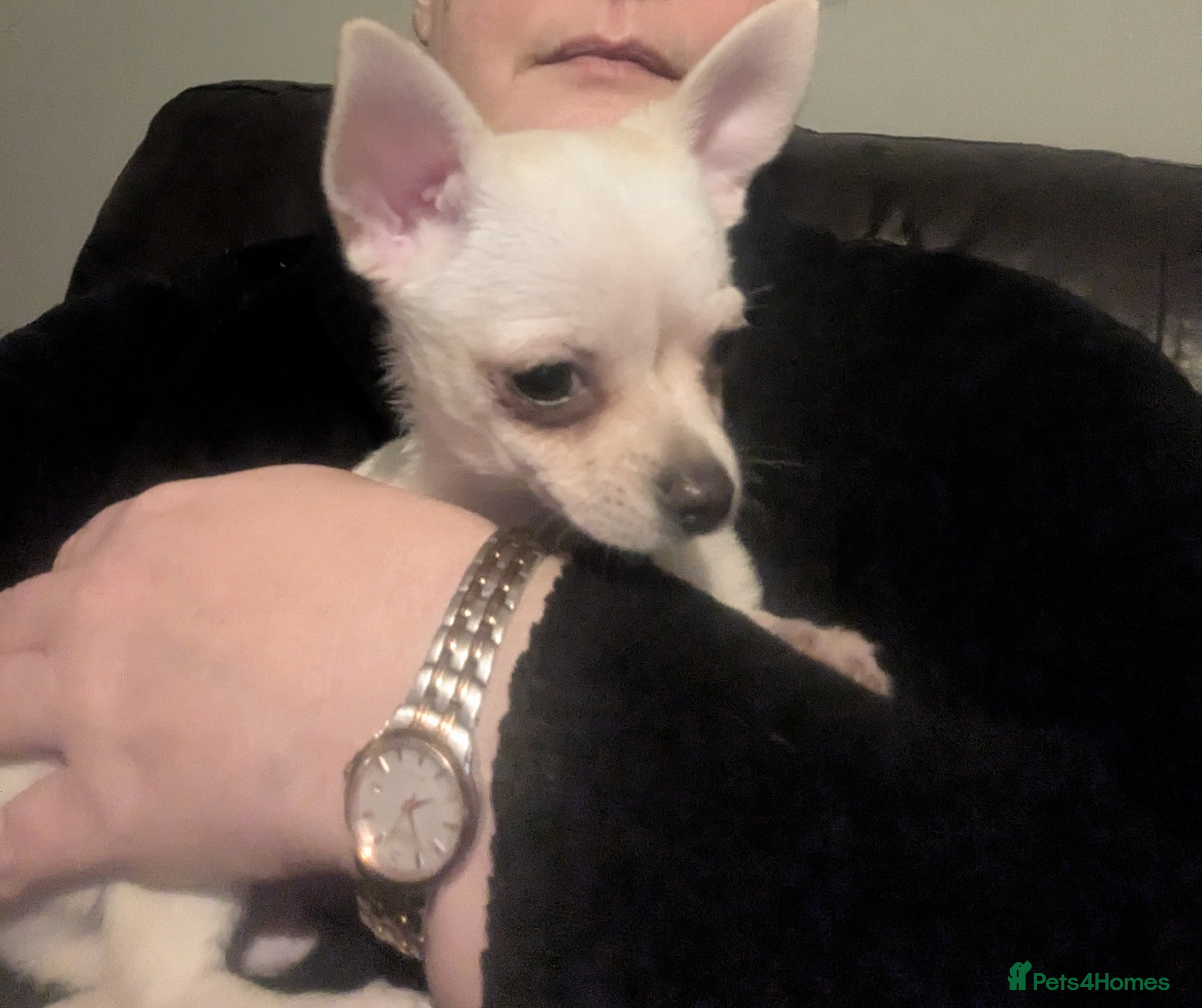 Chihuahua dogs ONE toy pedigree Chihuahuas  - Advert 9