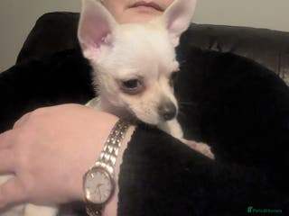 Chihuahua dogs ONE toy pedigree Chihuahuas - Advert 9