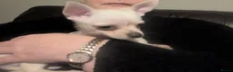 Chihuahua dogs for sale: ONE small toy pedigree Chihuahua - Advert 7