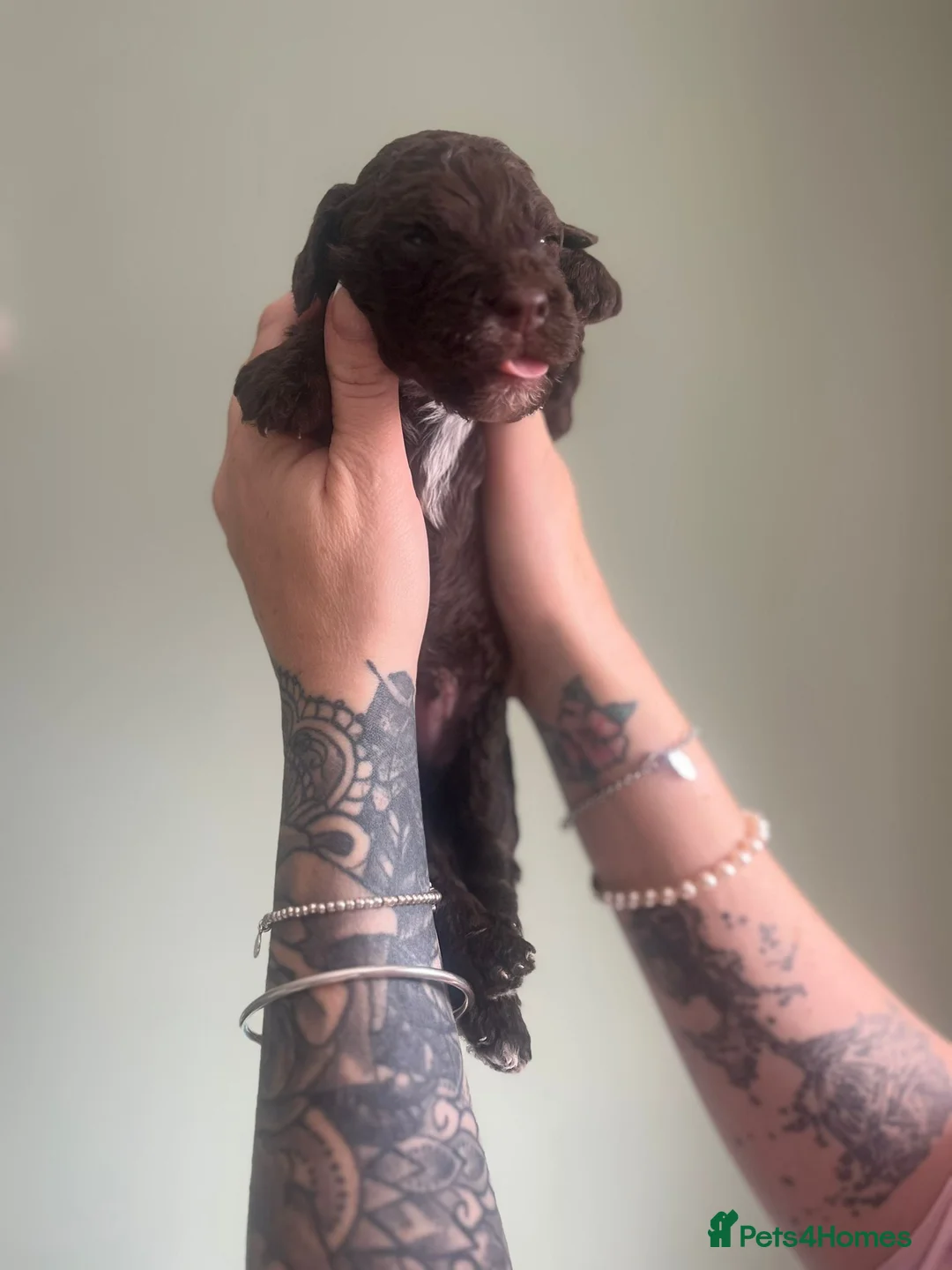 Cockapoo dogs for sale: Puppies for sale in Shildon - Advert 2